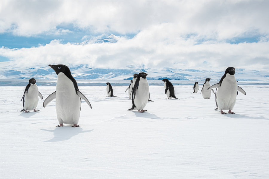Colours of Antarctica